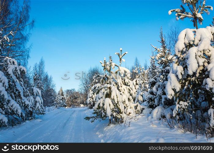 Beautiful winter landscape with snow-covered trees on a frosty December day with a clear sky.