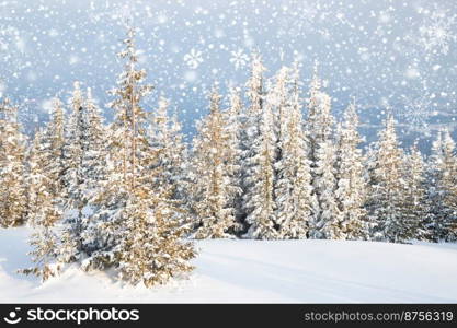 beautiful winter landscape with snowy fir trees