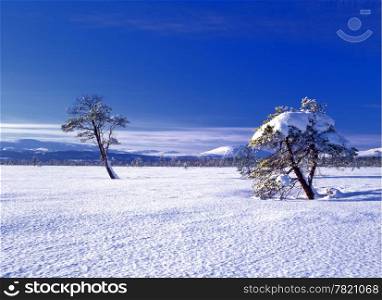 Beautiful winter landscape with snowy trees and blue sky