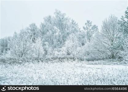 Beautiful winter nature landscape. Frozen trees and a field of snow and hoarfrost.
