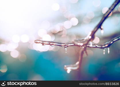 Beautiful winter photo with branches covered with ice