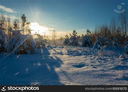 Beautiful winter snow landscape in the rays of the setting sun on a frosty December day.