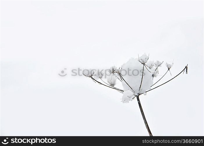 Beautiful winter snow scene with plant covered in frozen snow against snow background