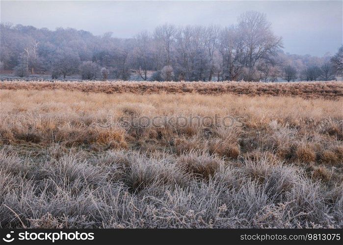 Beautiful Winter sunrise landscape image at dawn with hoarfrost on the plants and trees with golden hour sunrise light