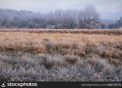 Beautiful Winter sunrise landscape image at dawn with hoarfrost on the plants and trees with golden hour sunrise light