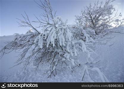 Beautiful winter tree and branches covered with snow.