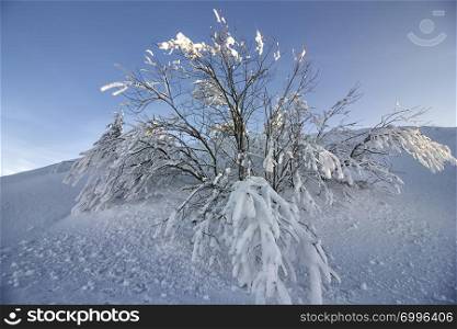 Beautiful winter tree and branches covered with snow.