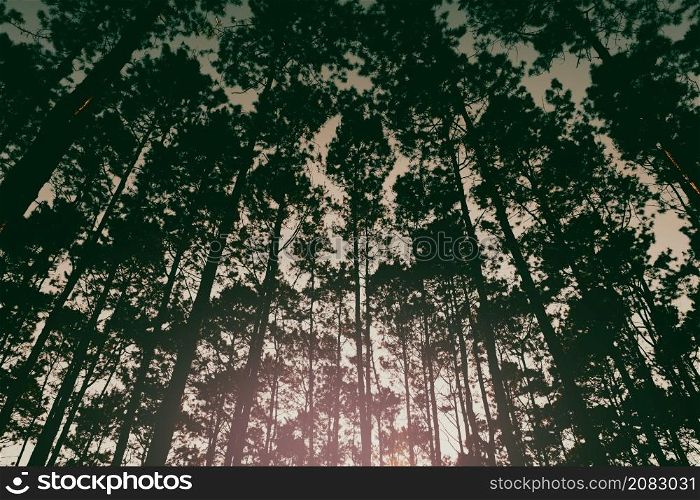 Beautiful winter view of a pine forest in asian with the sunlight shines through the pine branches down. The sunlight shines through woods in the forest landscape.