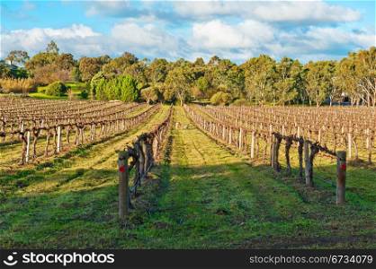 Beautiful winter vineyard in the South Australia