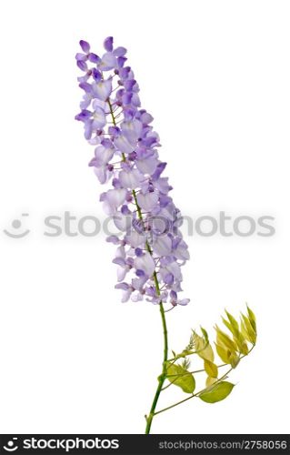 Beautiful wisteria flowers isolated on white background.