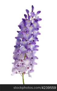 Beautiful wisteria flowers isolated on white background.