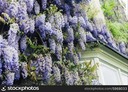 Beautiful wisteria growing on a house in the city