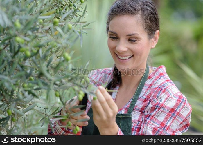 beautiful woman pruning an olive tree