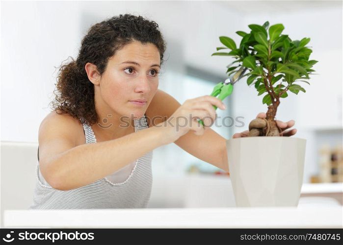 beautiful woman trimming bonsai tree