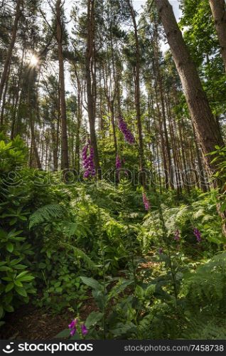 Beautiful woodland landscape image of foxgloves amidst lush green Summer trees and foliage