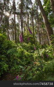 Beautiful woodland landscape image of foxgloves amidst lush green Summer trees and foliage