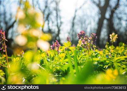 Beautiful woodland landscapes. Spring flowers In the forest.