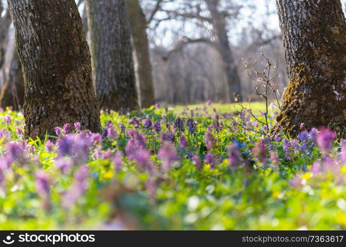 Beautiful woodland landscapes. Spring flowers In the forest.