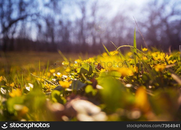 Beautiful woodland landscapes. Spring flowers In the forest.