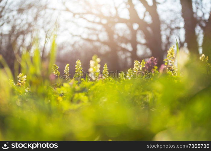 Beautiful woodland landscapes. Spring flowers In the forest.