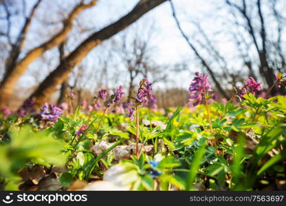 Beautiful woodland landscapes. Spring flowers In the forest.