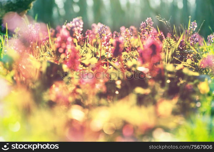 Beautiful woodland landscapes. Spring flowers In the forest.