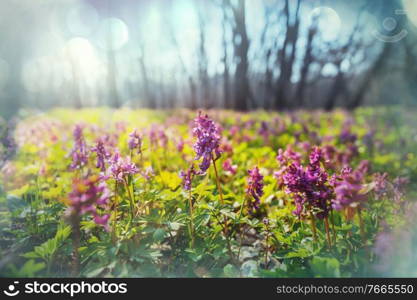 Beautiful woodland landscapes. Spring flowers In the forest.