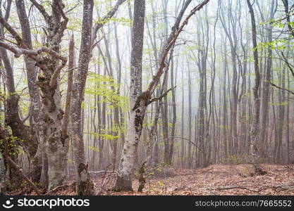 Beautiful woodland landscapes. Spring flowers In the forest.