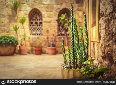 Beautiful yard of a church with fresh cactus in pot, old christian monastery, tourist attraction, Lebanon ancient architecture