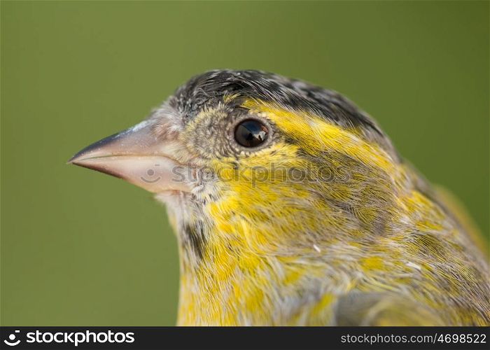 Beautiful yellow and grey canary with a nice plumage
