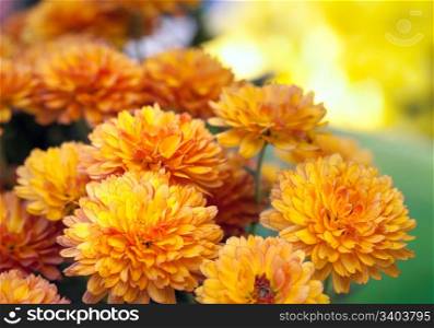 Beautiful yellow and orange chrysanthemum flower autumn golden background
