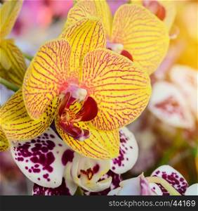 Beautiful yellow and pink orchid flowers closeup.