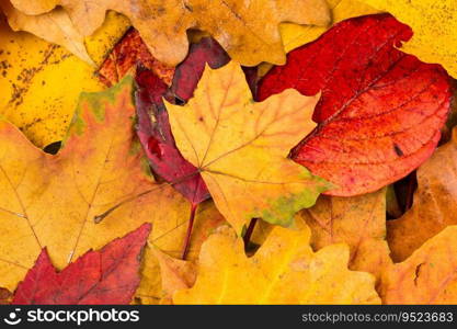 Beautiful yellow and red autumn leaves background texture