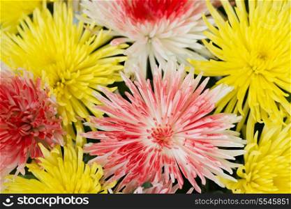 Beautiful yellow and red chrysanthemums. Flower background
