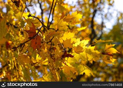 Beautiful yellow autumn branch of maple tree