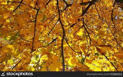 Beautiful yellow autumn leaves of a chestnut, closeup background
