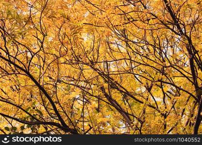 Beautiful yellow autumn leaves with branch at urban park.