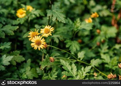 Beautiful yellow blooming chrysanthemum flower with lush green leave with copyspace