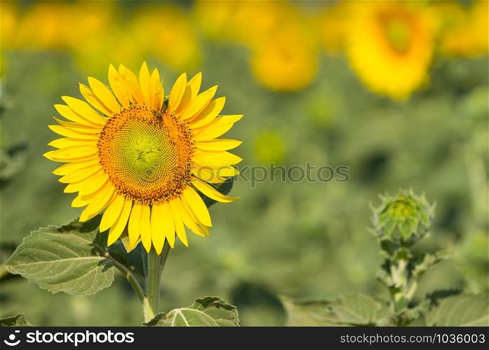 Beautiful yellow blooming sunflower on the field