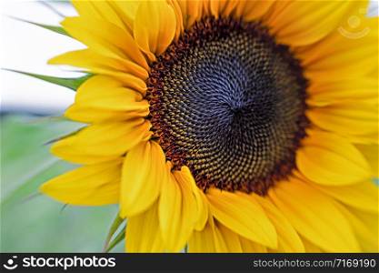 beautiful yellow blooming sunflower with blurry background on the left