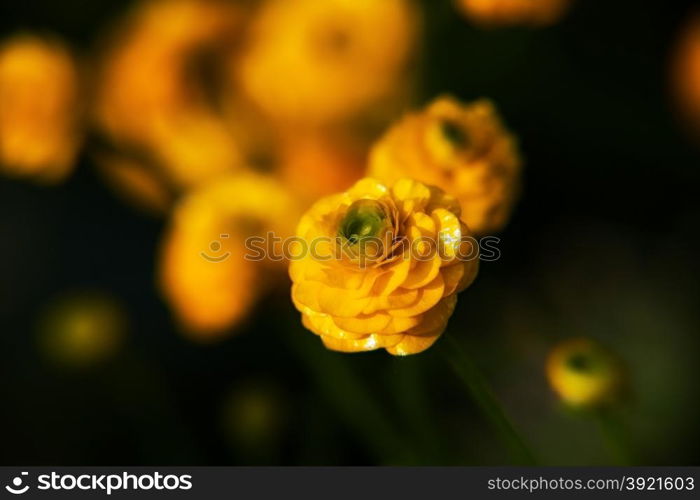 beautiful yellow buttercup on natural background. macro