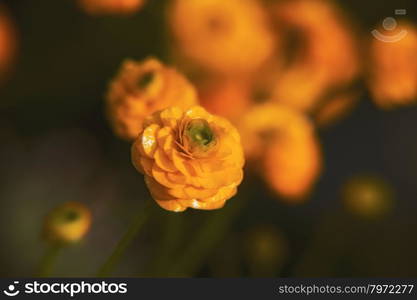 beautiful yellow buttercup on natural background. macro