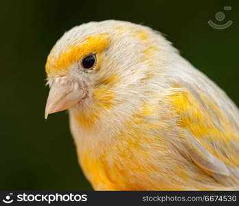 Beautiful yellow canary . Beautiful yellow canary with a nice plumage