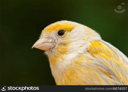 Beautiful yellow canary . Beautiful yellow canary with a nice plumage