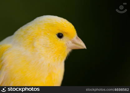 Beautiful yellow canary with a nice plumage