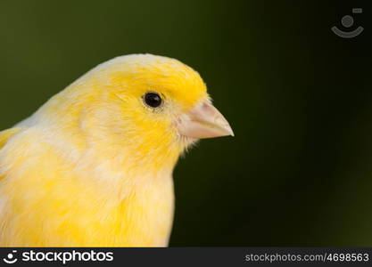 Beautiful yellow canary with a nice plumage