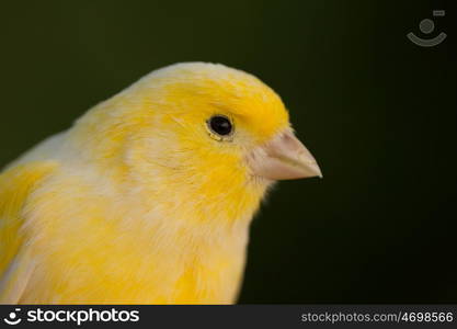 Beautiful yellow canary with a nice plumage