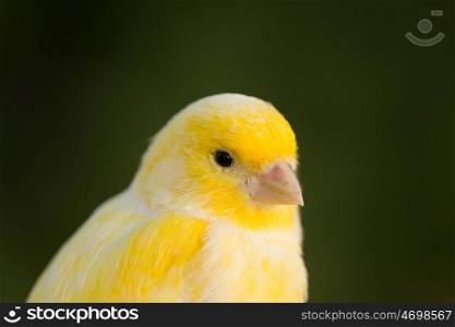 Beautiful yellow canary with a nice plumage