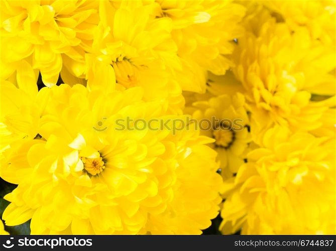 Beautiful yellow chrysanthemum flower (autumn vivid background)