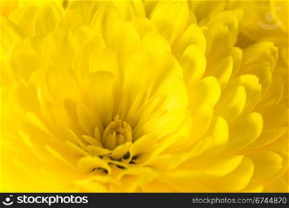 Beautiful yellow chrysanthemum flower (autumn vivid background)